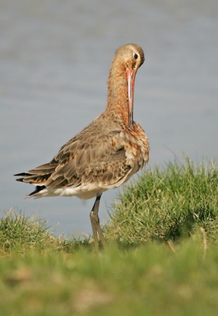 Black-Tailed Godwit